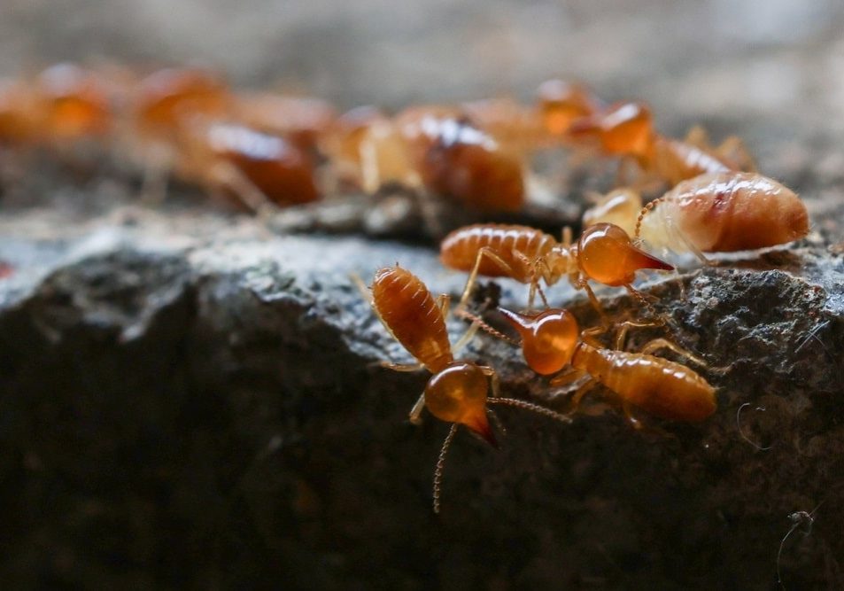 Termites in underground nests Termites in underground nests