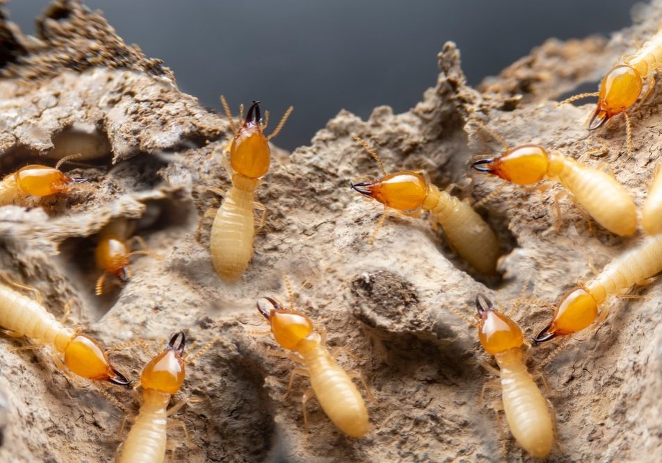Group,Of,The,Small,Termite,On,Decaying,Timber.,The,Termite Group of the small termite on decaying timber