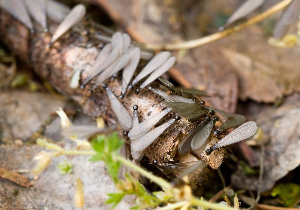 Southeastern Subterranean Termites