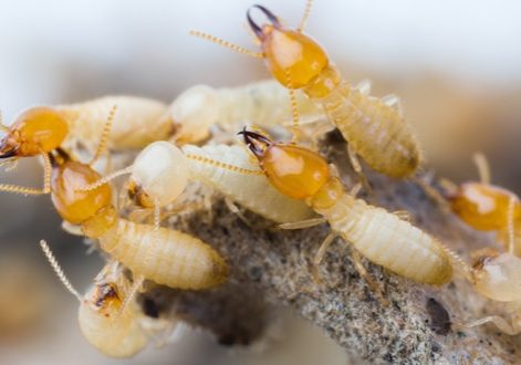 Close up termites or white ants in Thailand