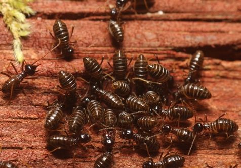 Group of termites