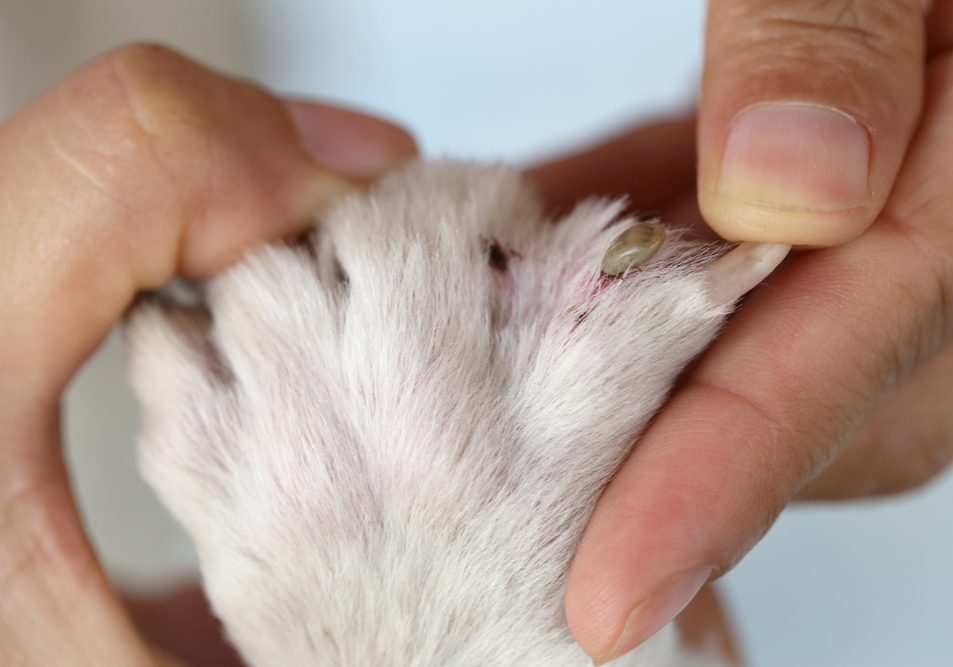 Big ticks on a dog paw Big ticks on a dog paw
