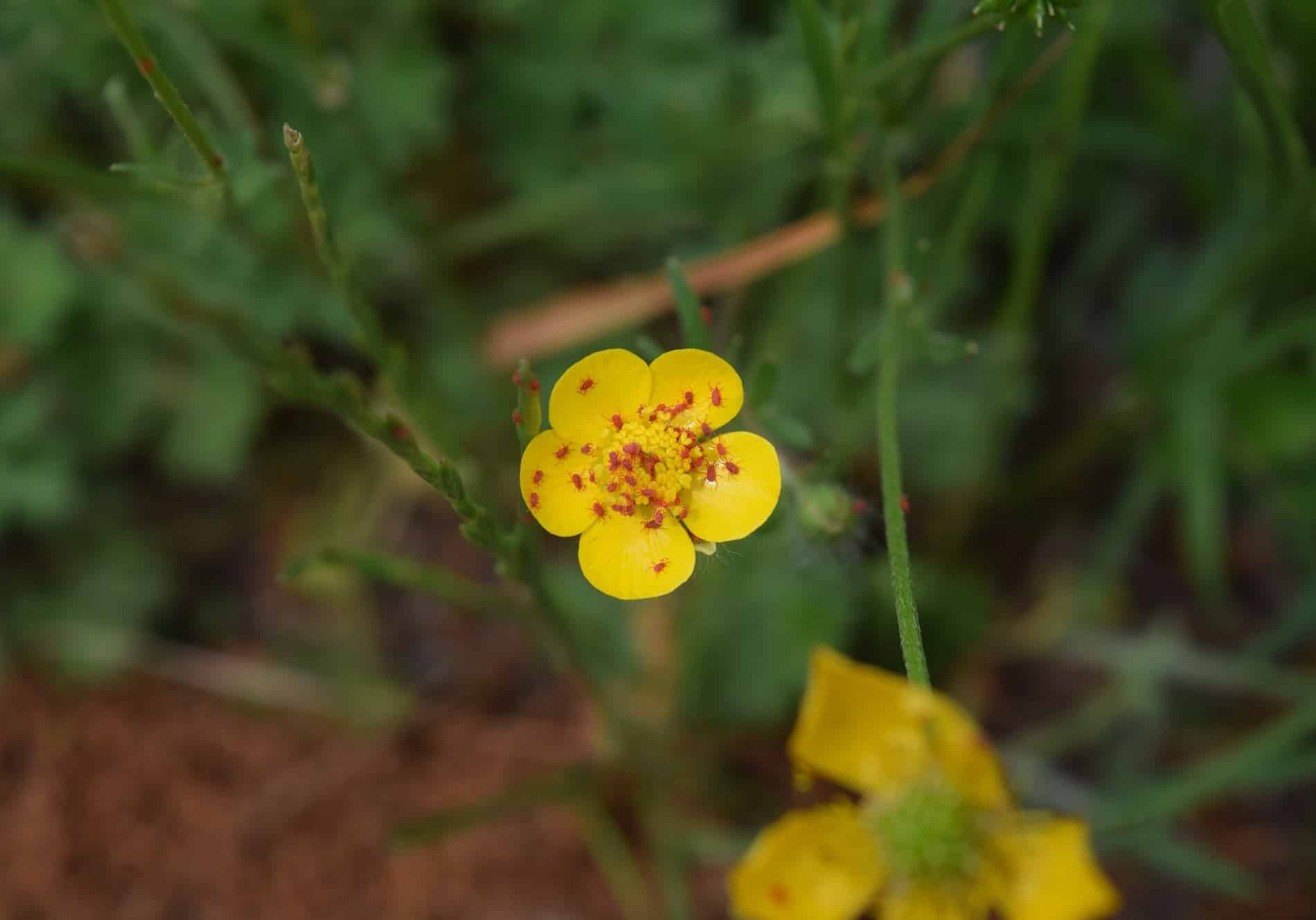 red mites on a small yellow flower