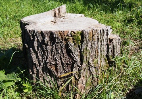 Freshly sawed big fir tree stump in spring forest