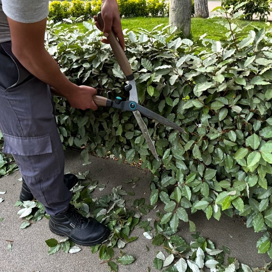 Man using large garden shears to trim green ivy bushes