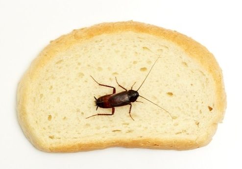 Cockroach on a slice of bread over white