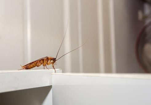 Close up a cockroach on white cupboard in the kitchen