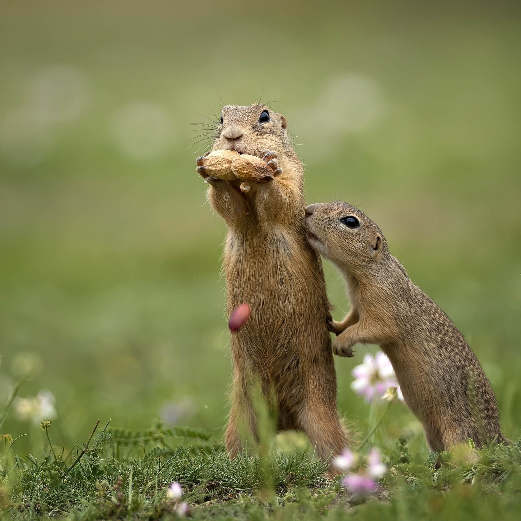 two-gopher gopher on a summer meadow with grass