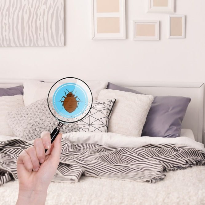 Woman with magnifying glass detecting bed bug in bedroom