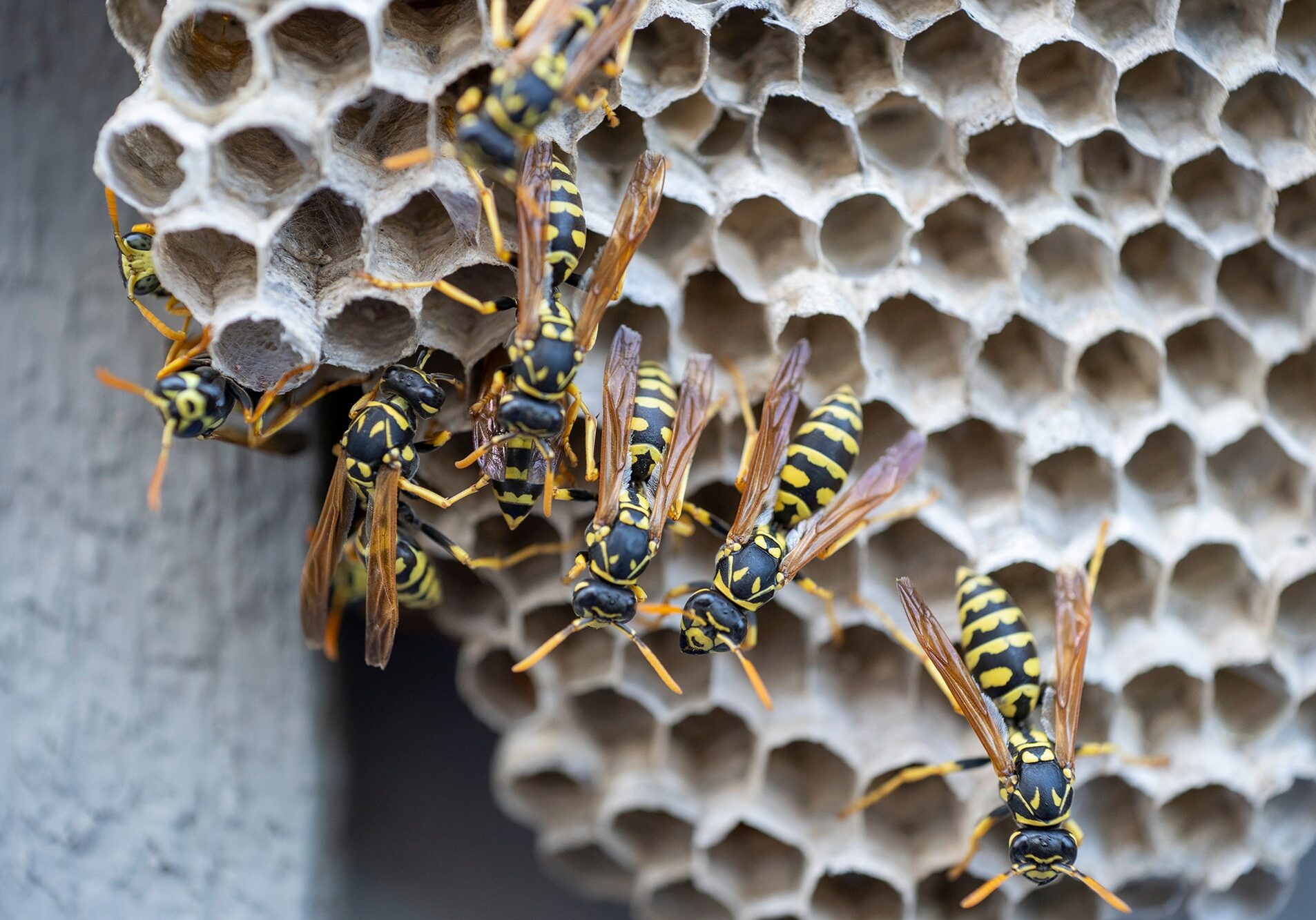 Wasps crawling around their nest