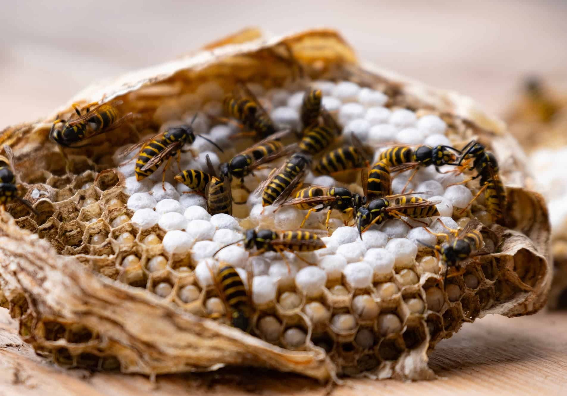 Swarm of Vespula vulgaris wasps in honeycomb