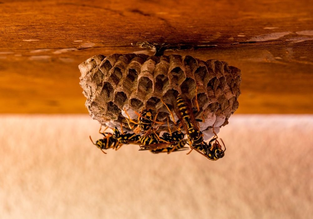 Close up of wasp nest with wasps