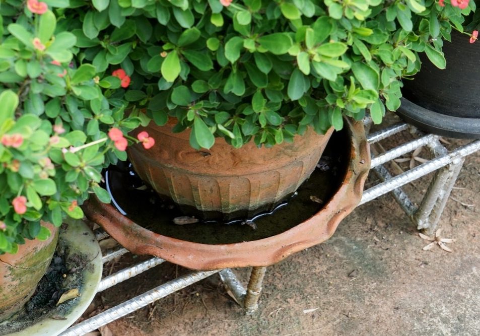 plant pot with stagnant water plant pot with stagnant water