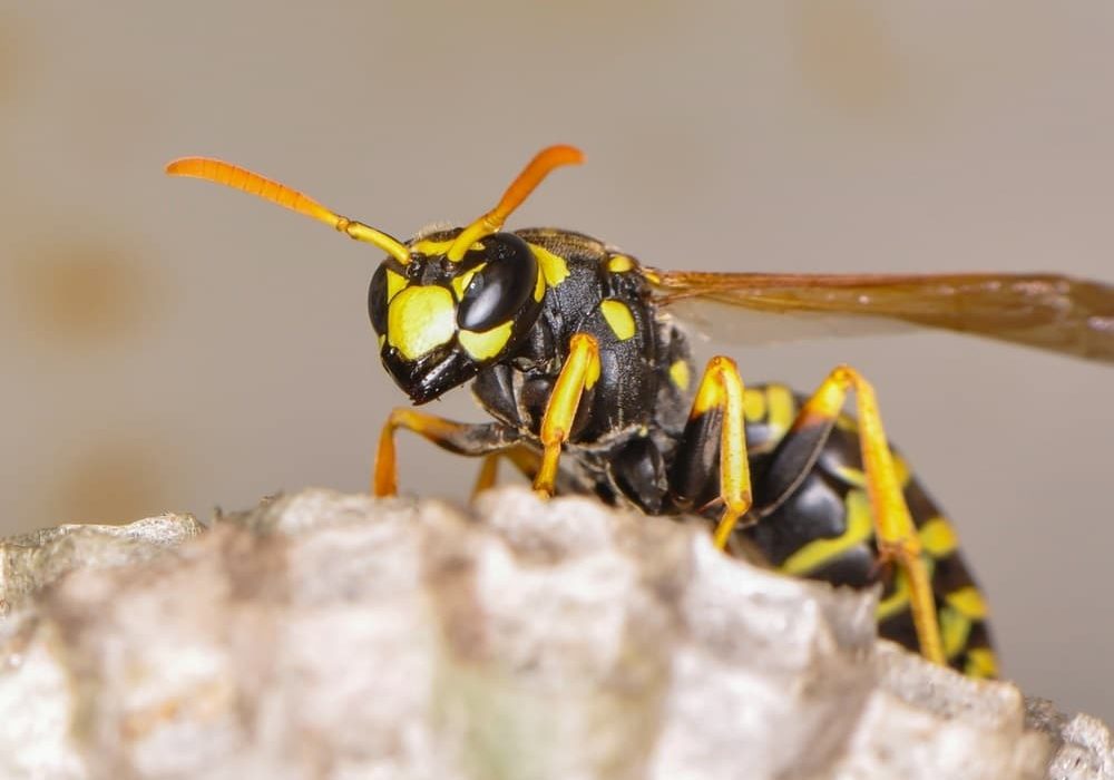 What does a queen sales wasp look like
