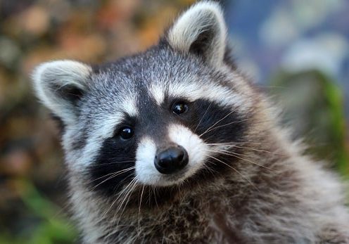 Raccoon