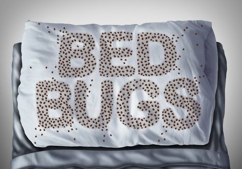 pillow with bed bugs on it spelling word "bed bugs"