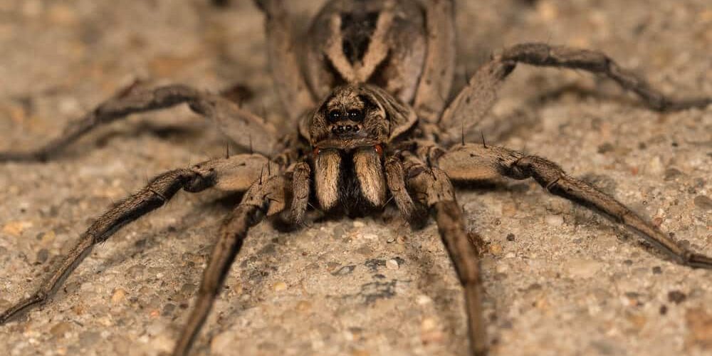wolf spider
