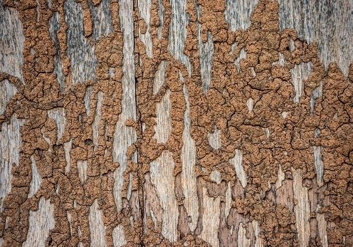 Damage wood wall by termite