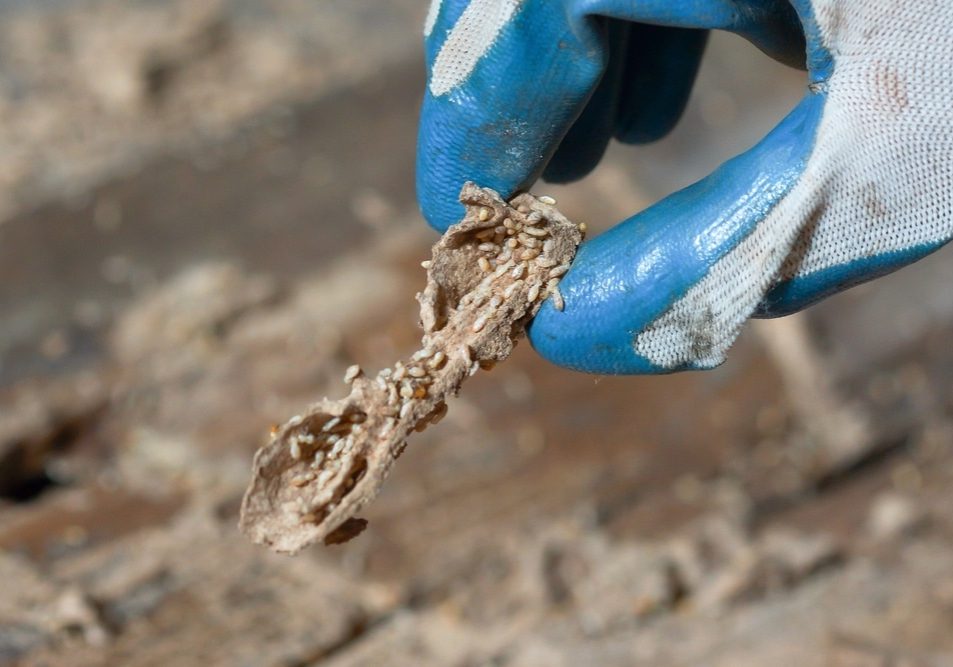 Termites,Destroying,Wood,From,The,Ground,-,Problem,In,House Termites destroying wood from the ground