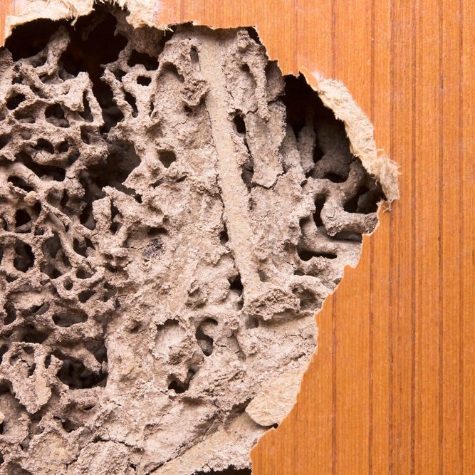 The wood door with termites damage