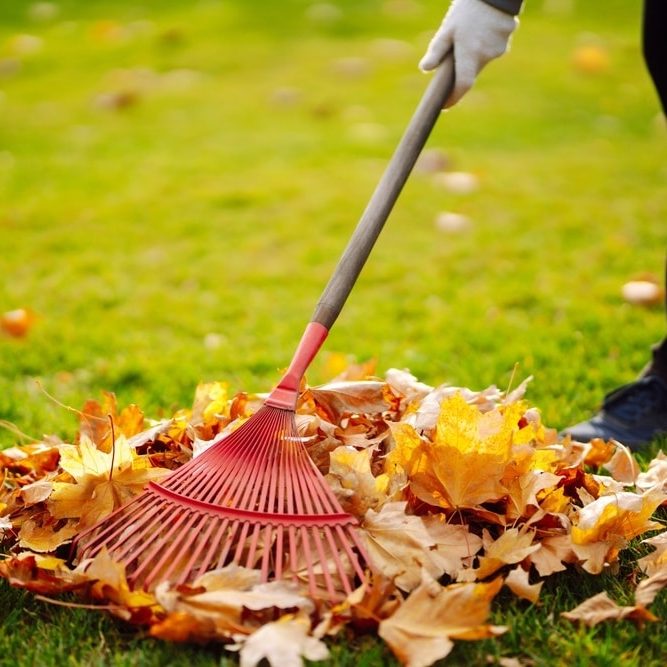 Rake and pile of fallen leaves on lawn in autumn park